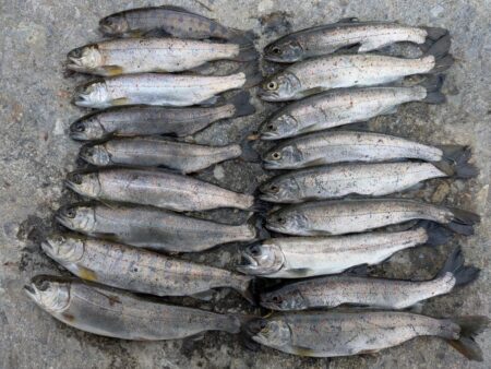 ウキ釣りで数稼ぎ